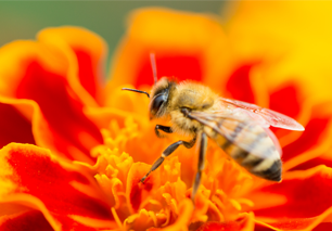 honey bee on orange flower