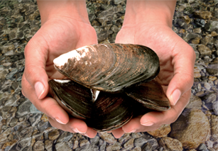 hands holding mussles